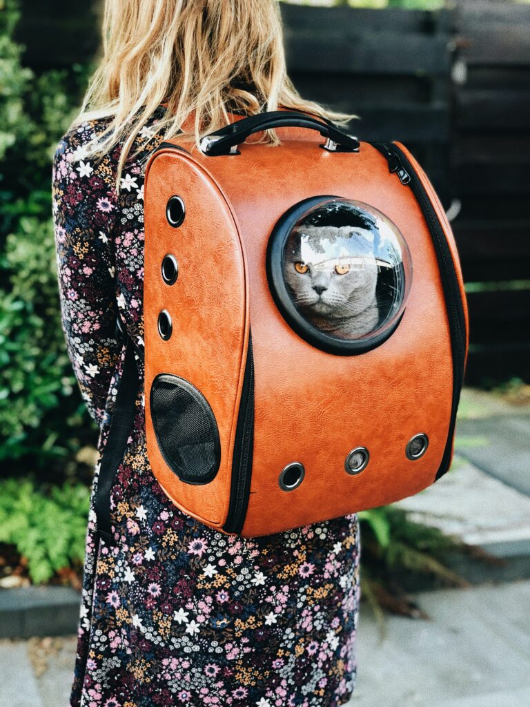 Photo chat sac à dos