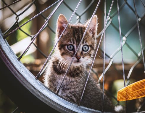 Photo roue exercice chat
