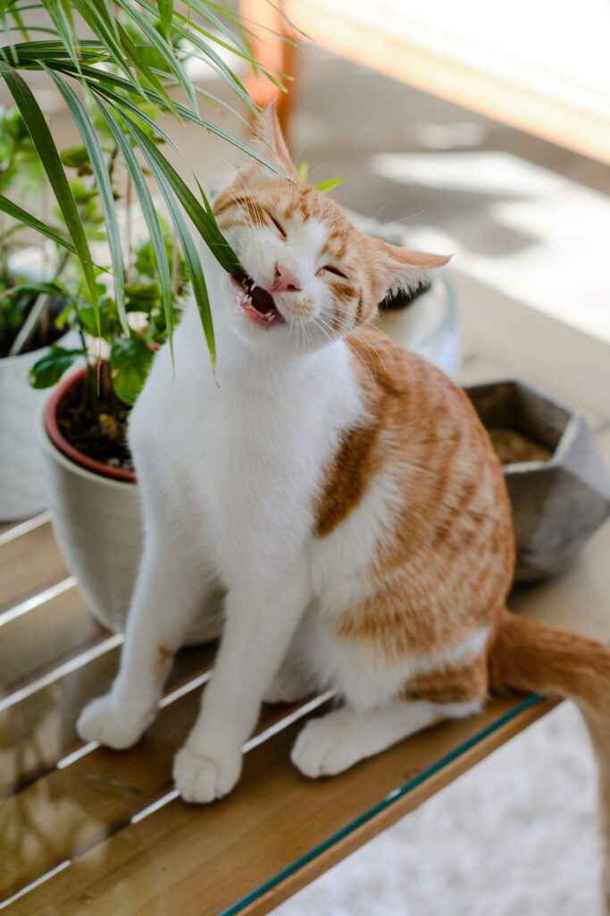 Plante non toxique pour chat