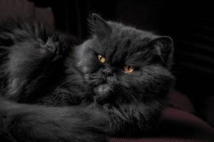 Race de chat Persan