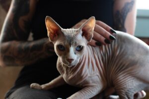 Race de chat Sphynx