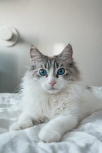 Chat Race Ragdoll