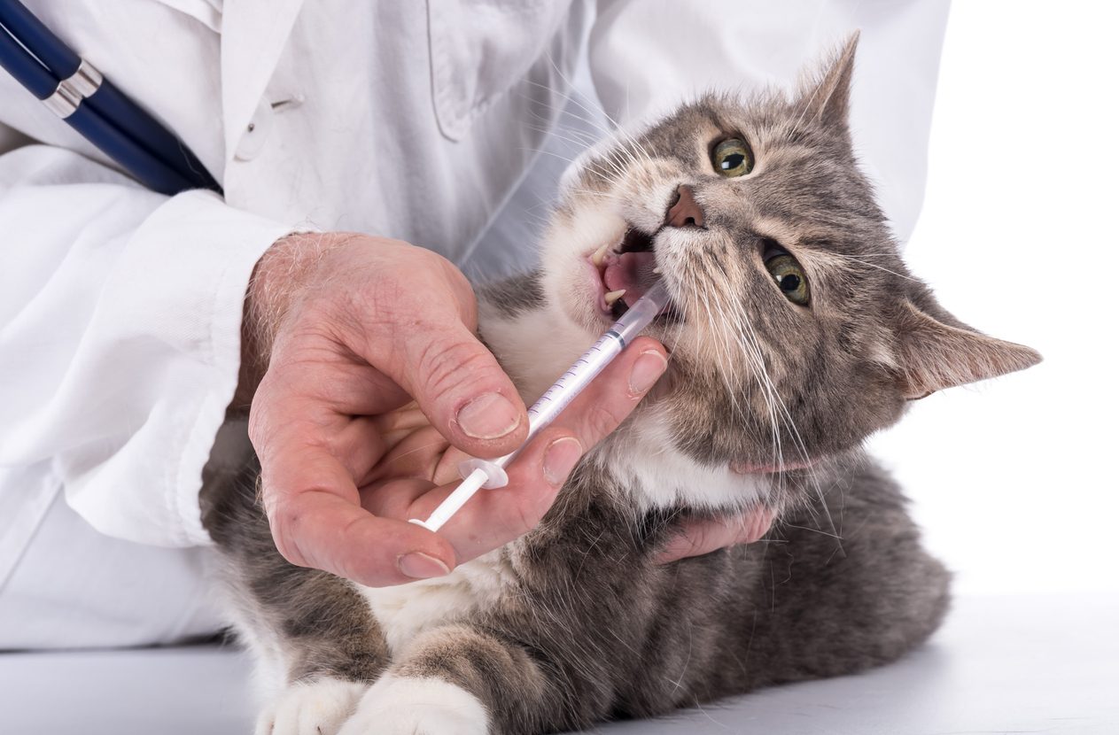Donner un médicament liquide à son chat